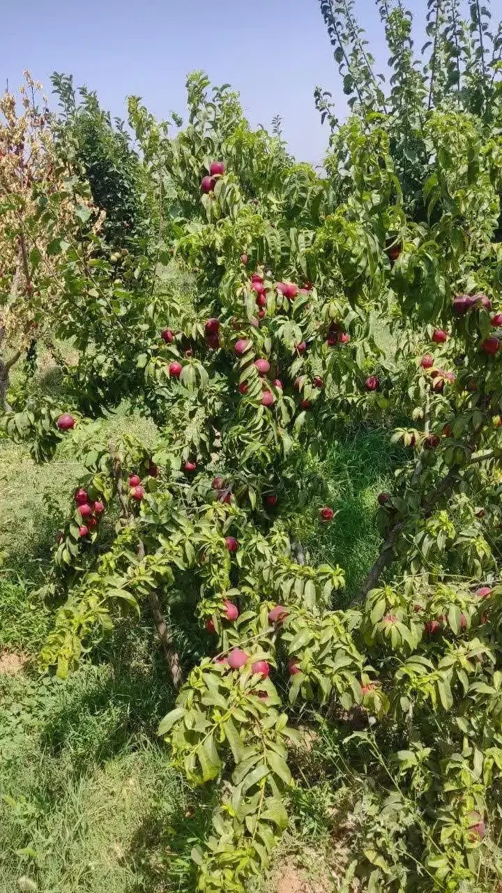 باغ میوه حاشیه جاده اصلی لوکیشن دار