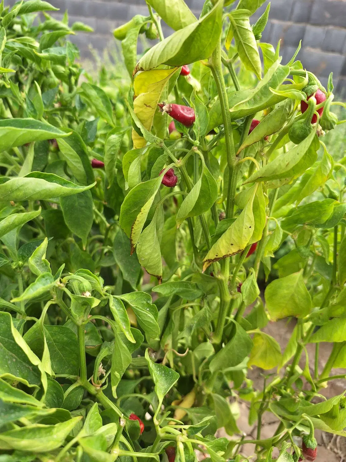 چهار دیواری با آب و برق