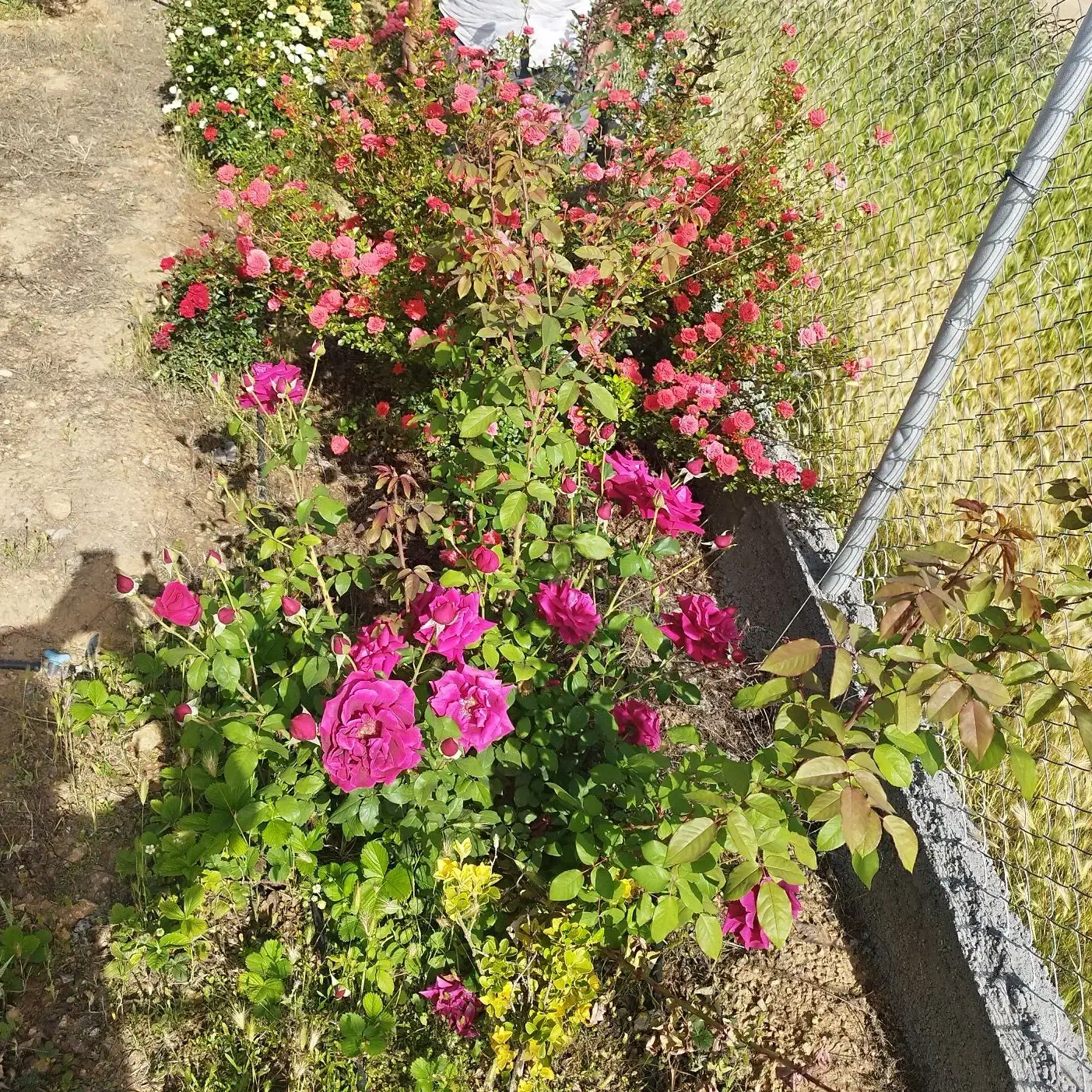 باغ خانوادگی شهرک صنوف قاضی