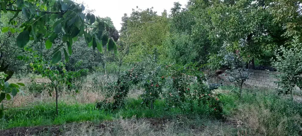 باغ در روستای کندلج