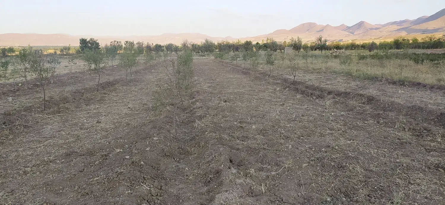زمین زراعی