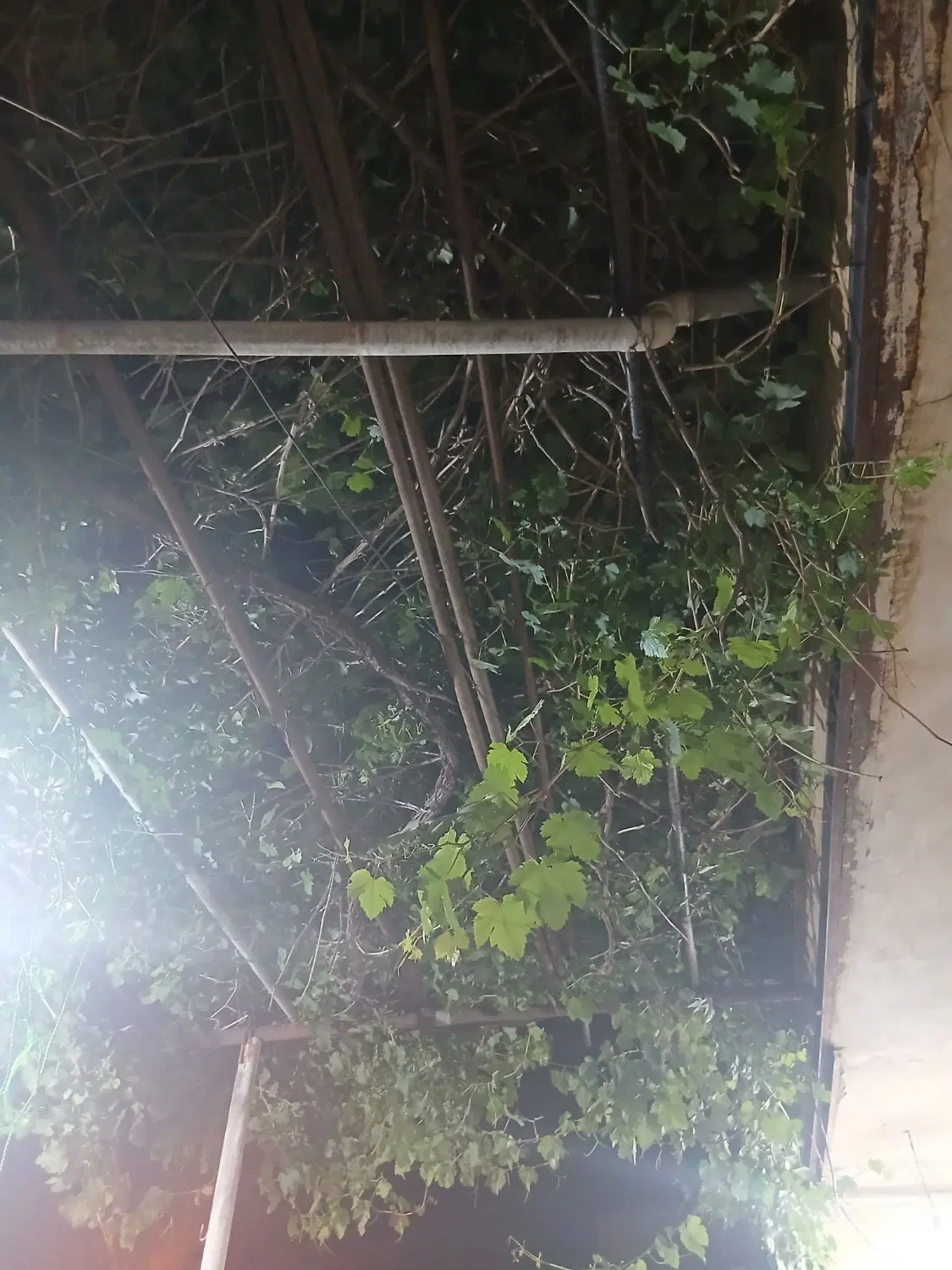 مغازه
