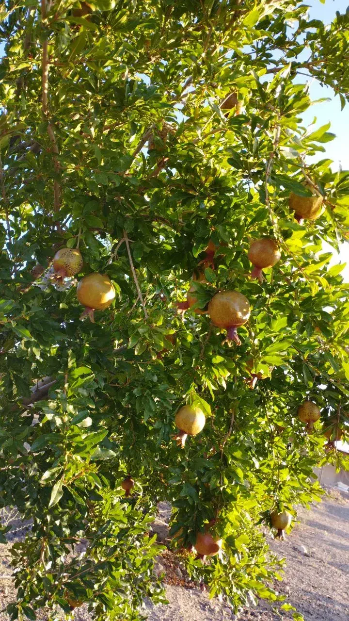فروش باغ انار