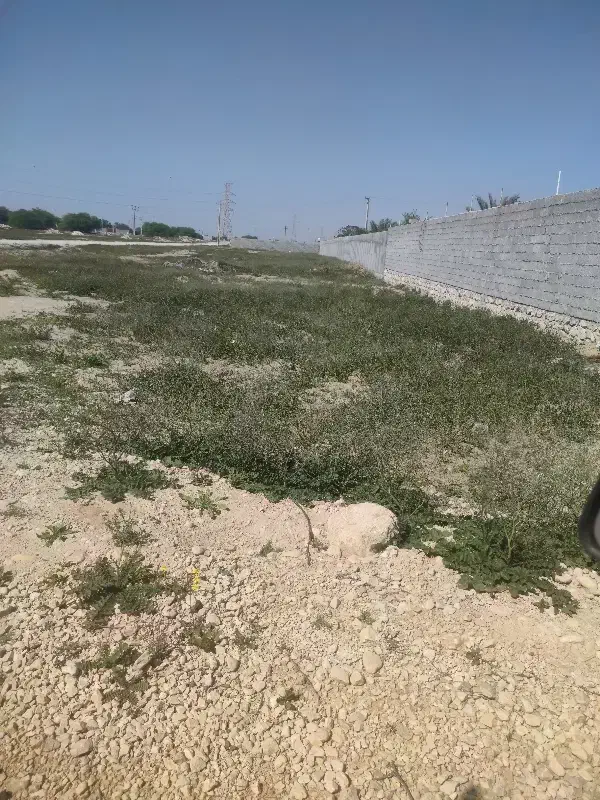 زمین باغی گورک پشت اسب سواری