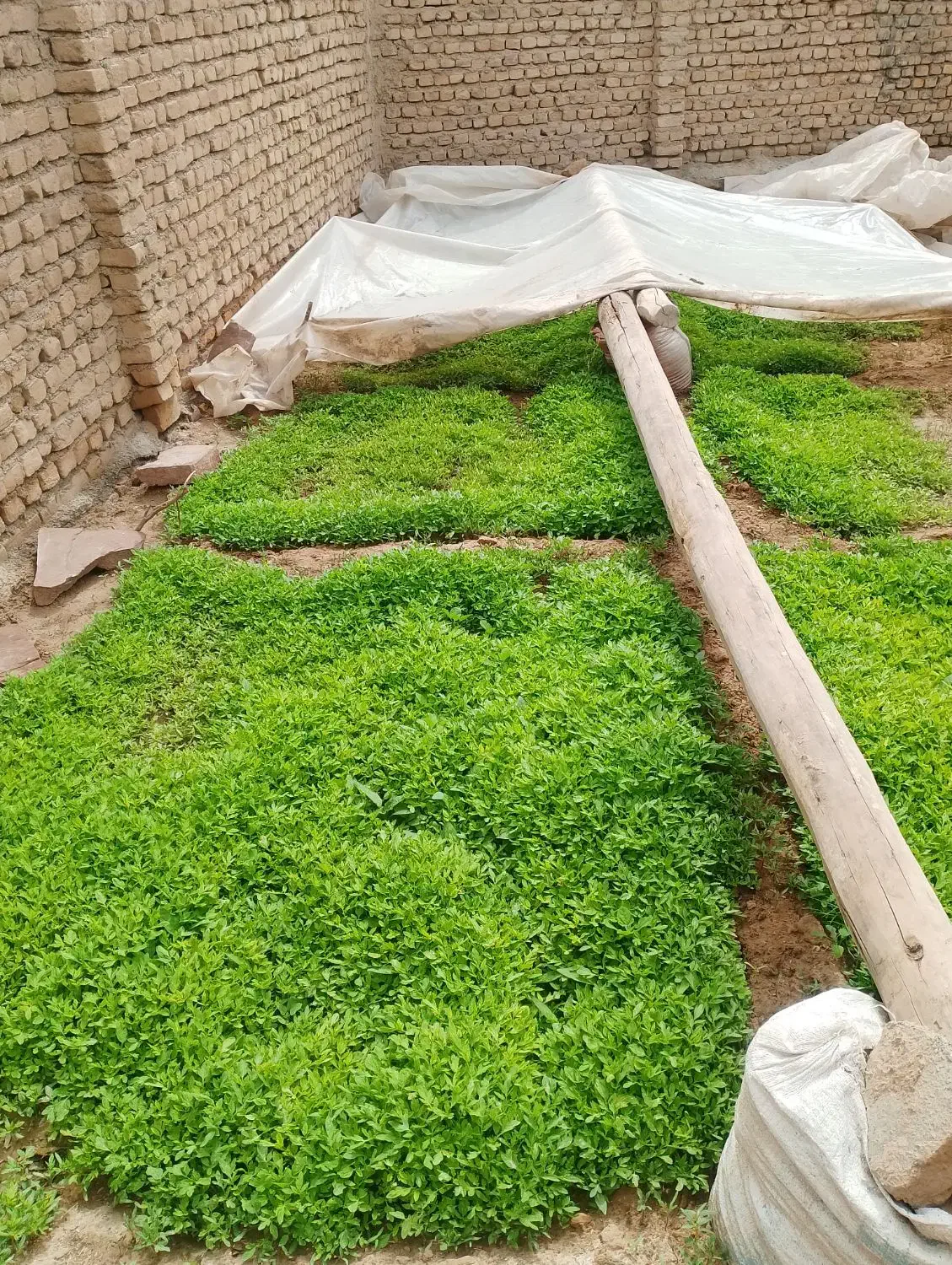 خزانه گوجه