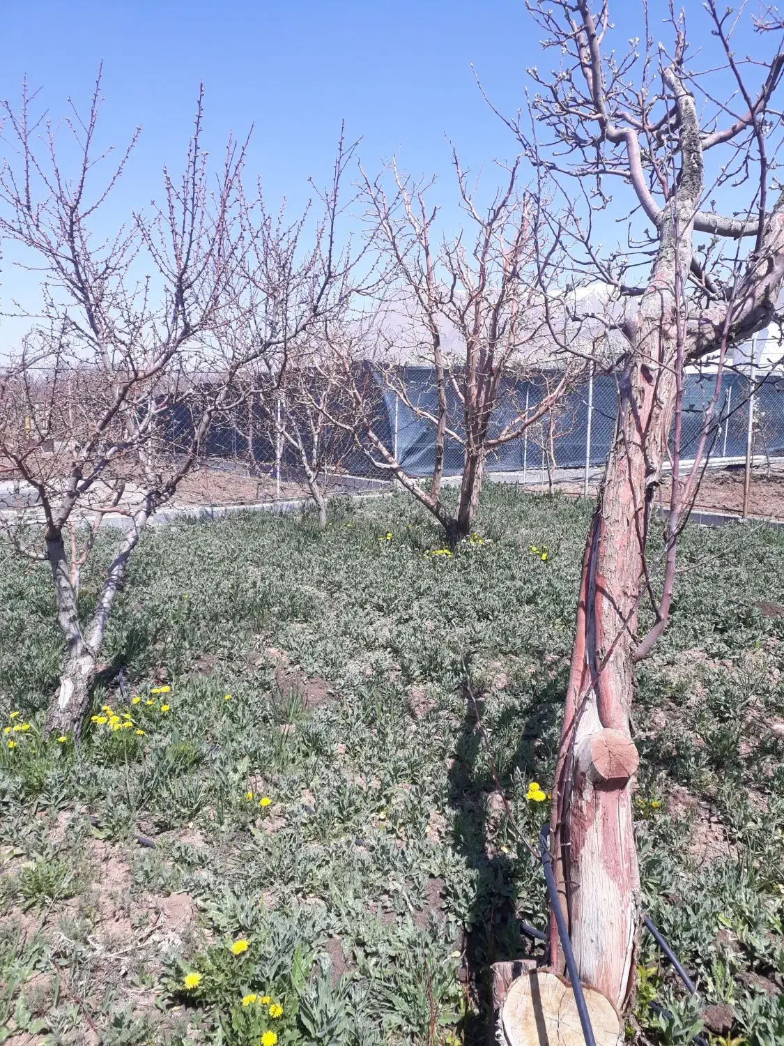 باغچه