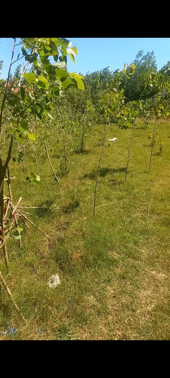 تخصص فروش زمین سرتاسر استان گیلان