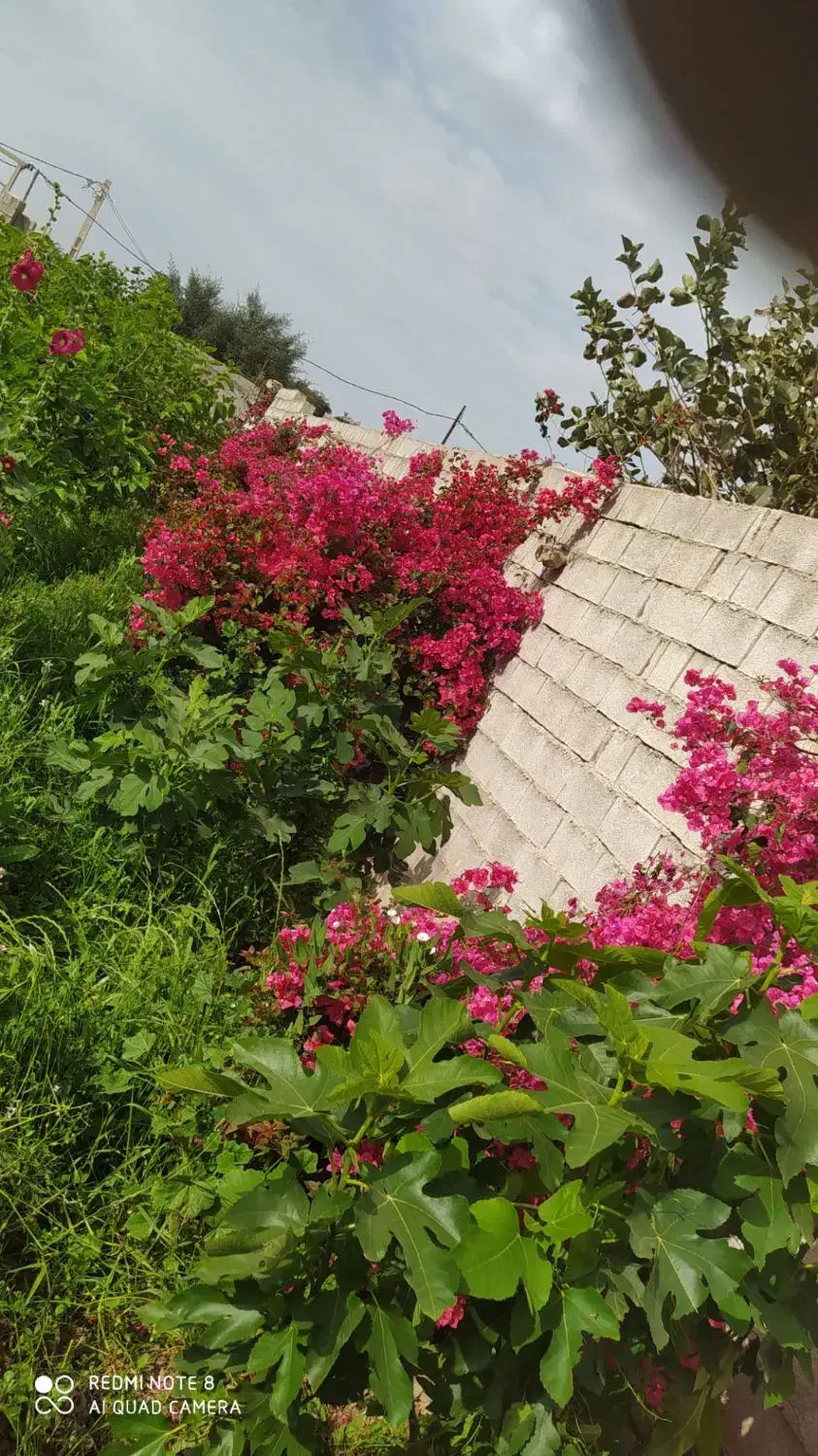 باغ ویلا فروشی