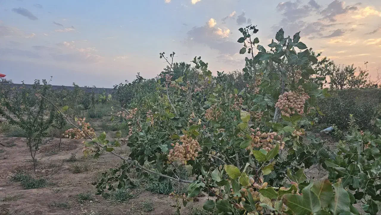 باغ پسته و زمین ۶۰ هکتاری در مامونیه