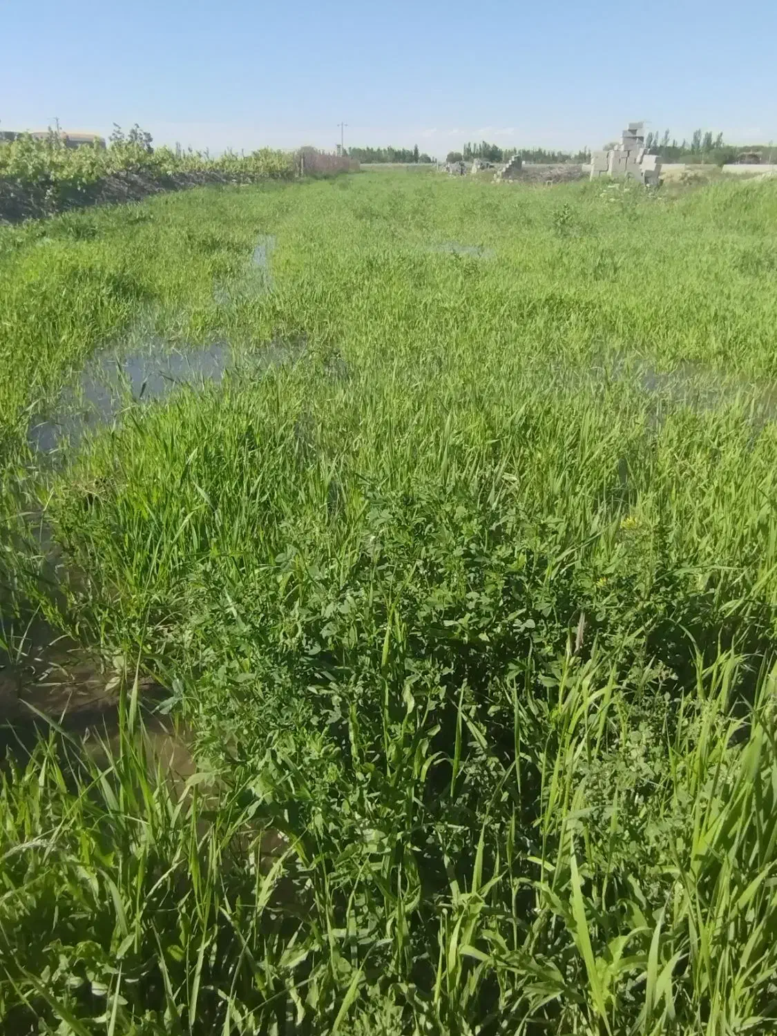 زمین کشاورزی