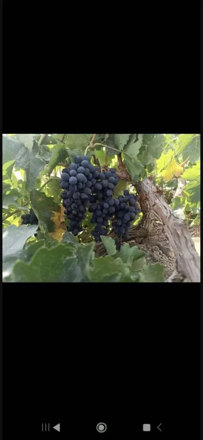 زمین کشاورزی
