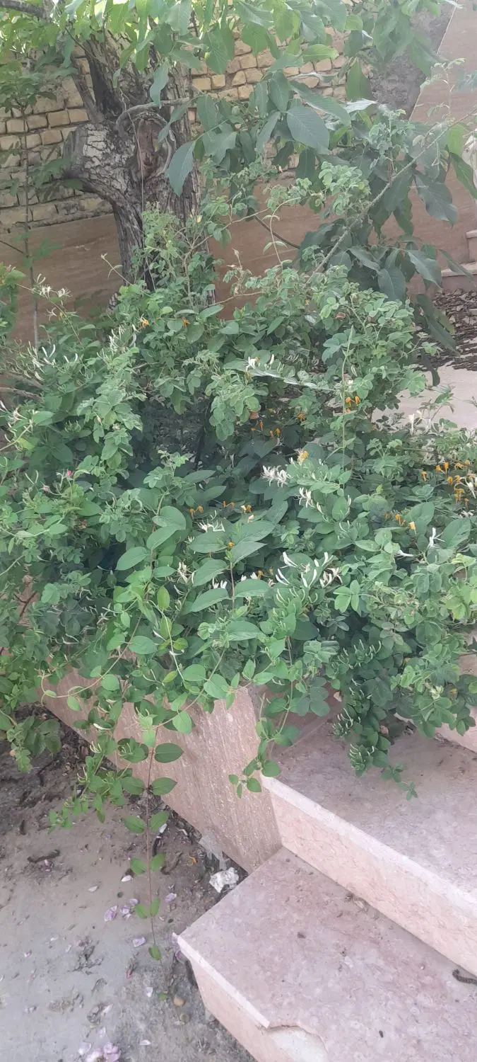 خانه باغ ۳۰۰مترطزرجان