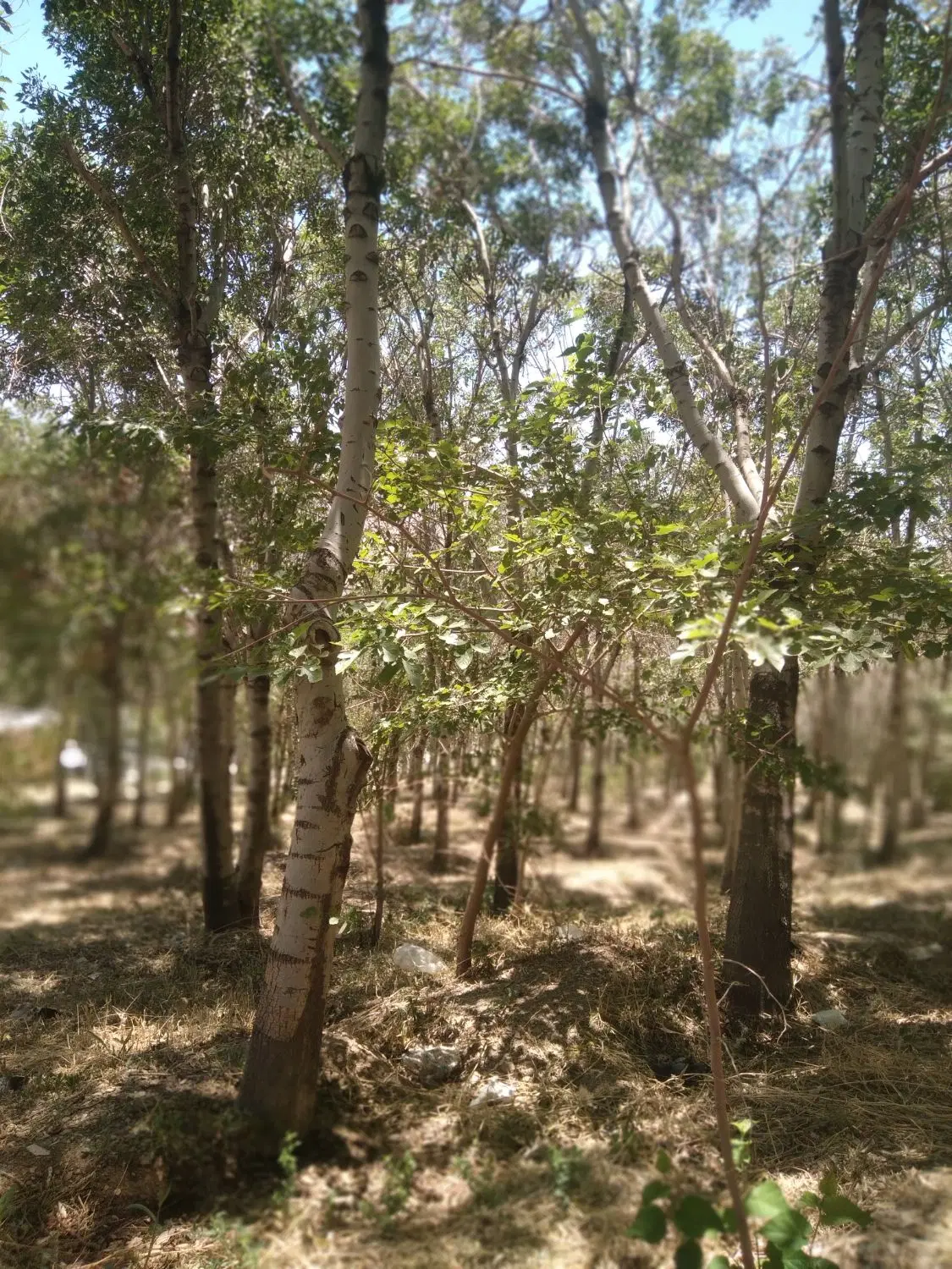 زمین مرزیجران سردوراهی نزدیک اراک