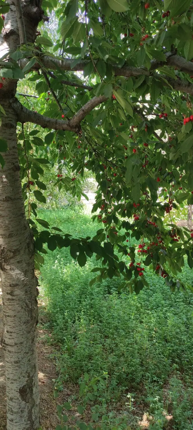 باغ ویلا.