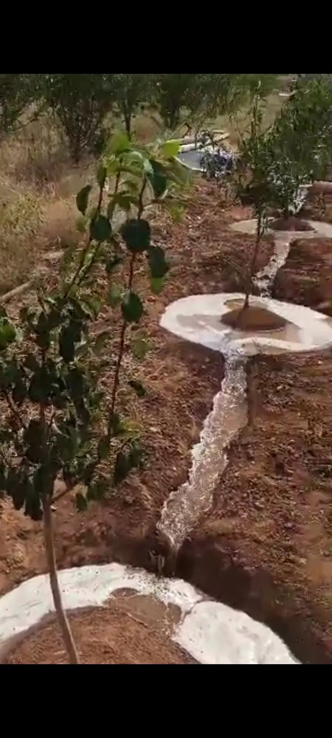 زمین باغی واقع در روستای ویهج