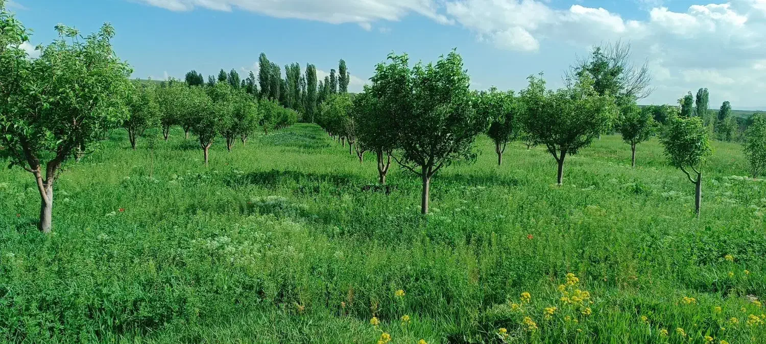 باغ در روستای یوسفخان