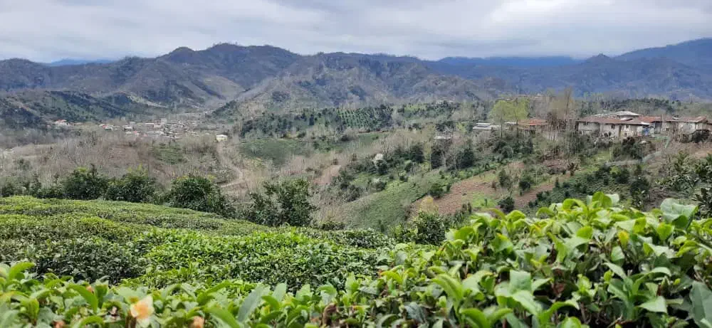 فروش باغ چایی