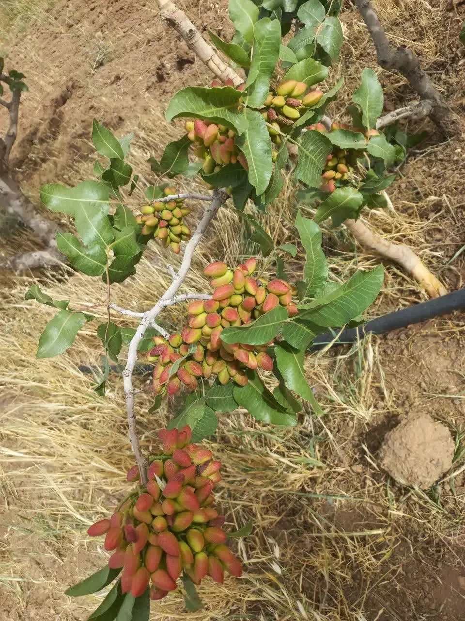 باغ پسته