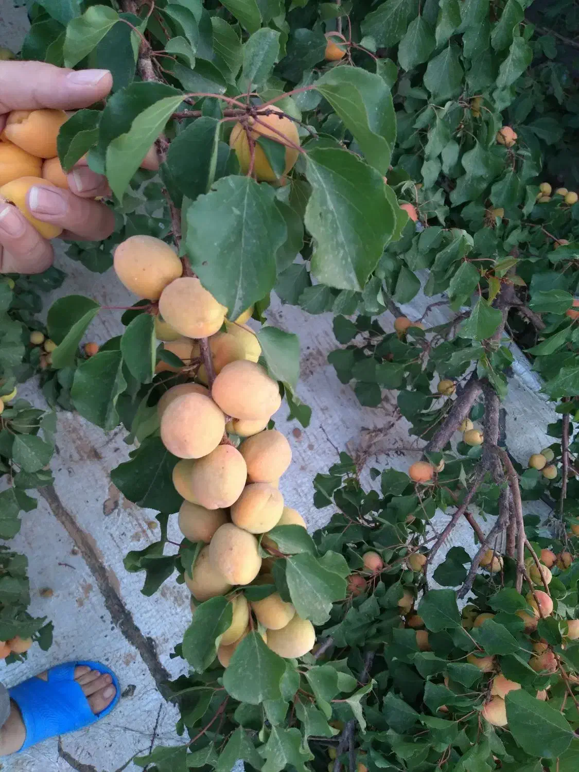 زمین باغی همراه آب چاه