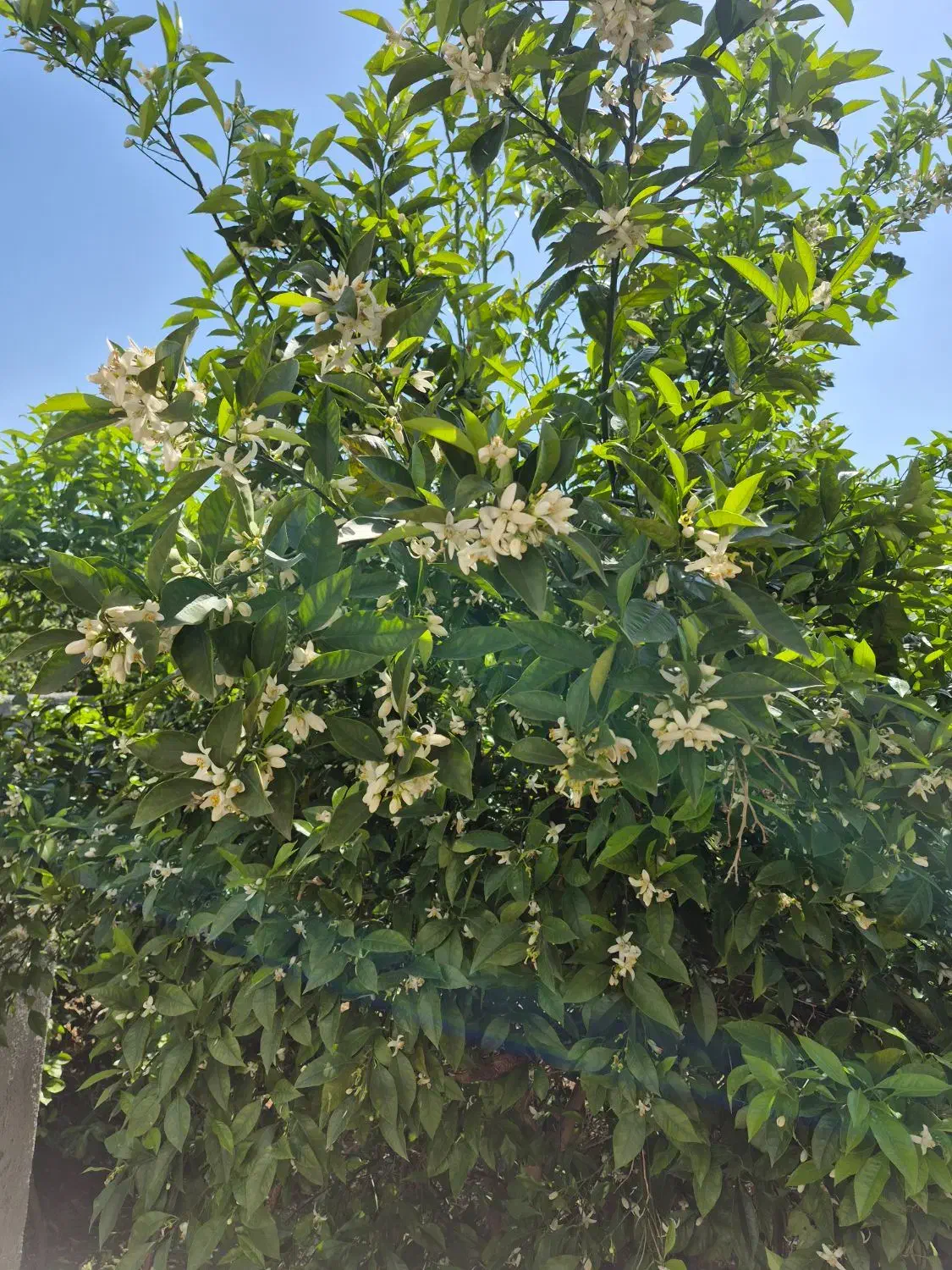 ۹۱۸ متر زمین با کاربری مسکونی