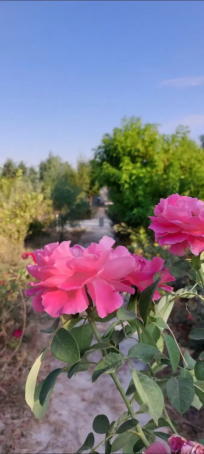 زمین مناسب باغ ویلا