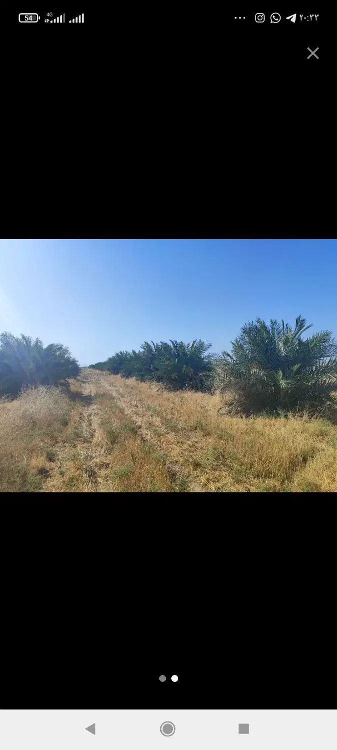 باغ نخل