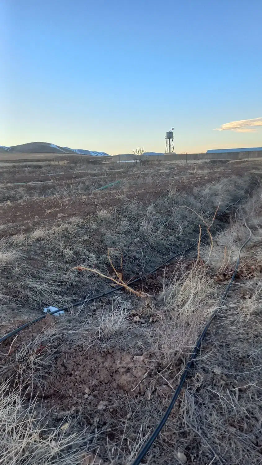 فروش یک قطعه باغ واقع در روستای رحمت آباد