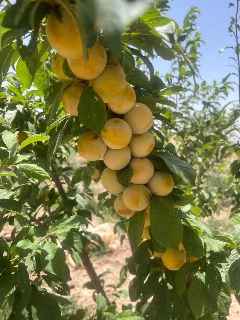 زمین فروشی سند تک برگ