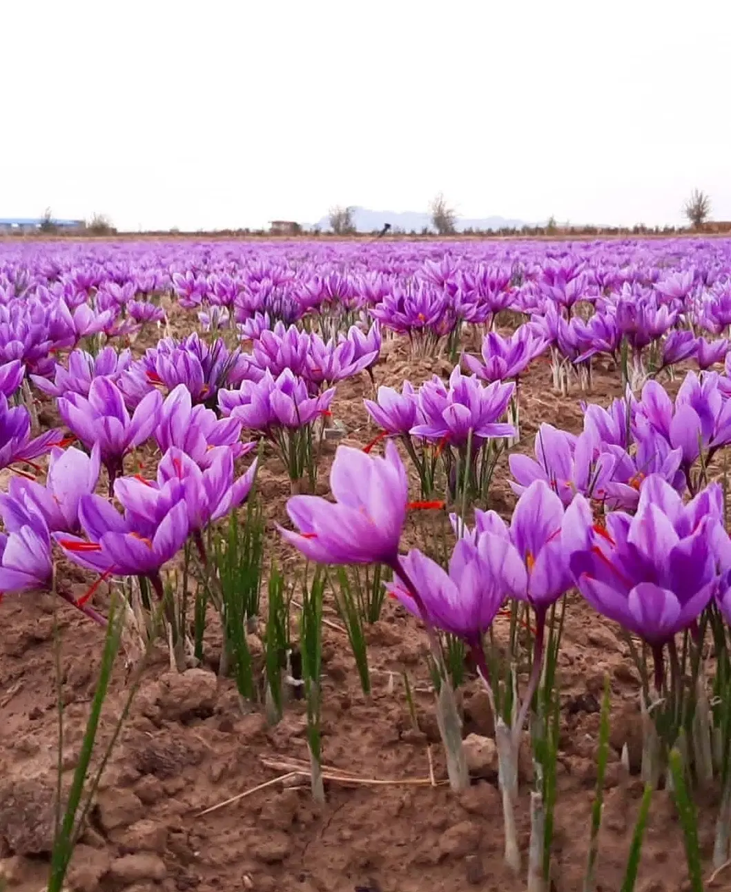 زمین اجاره ای زعفران
