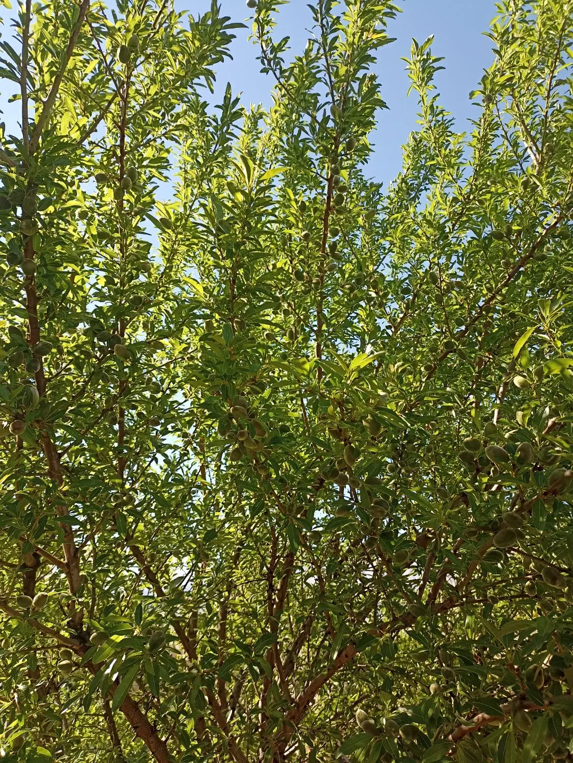 یک قطعه باغ نرسیده به پلیس راه بیستون