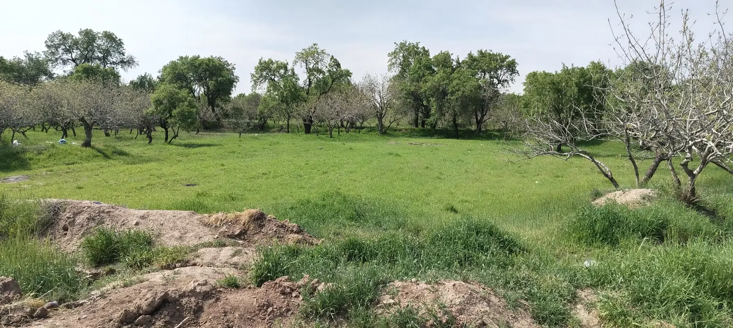 باغ پسته