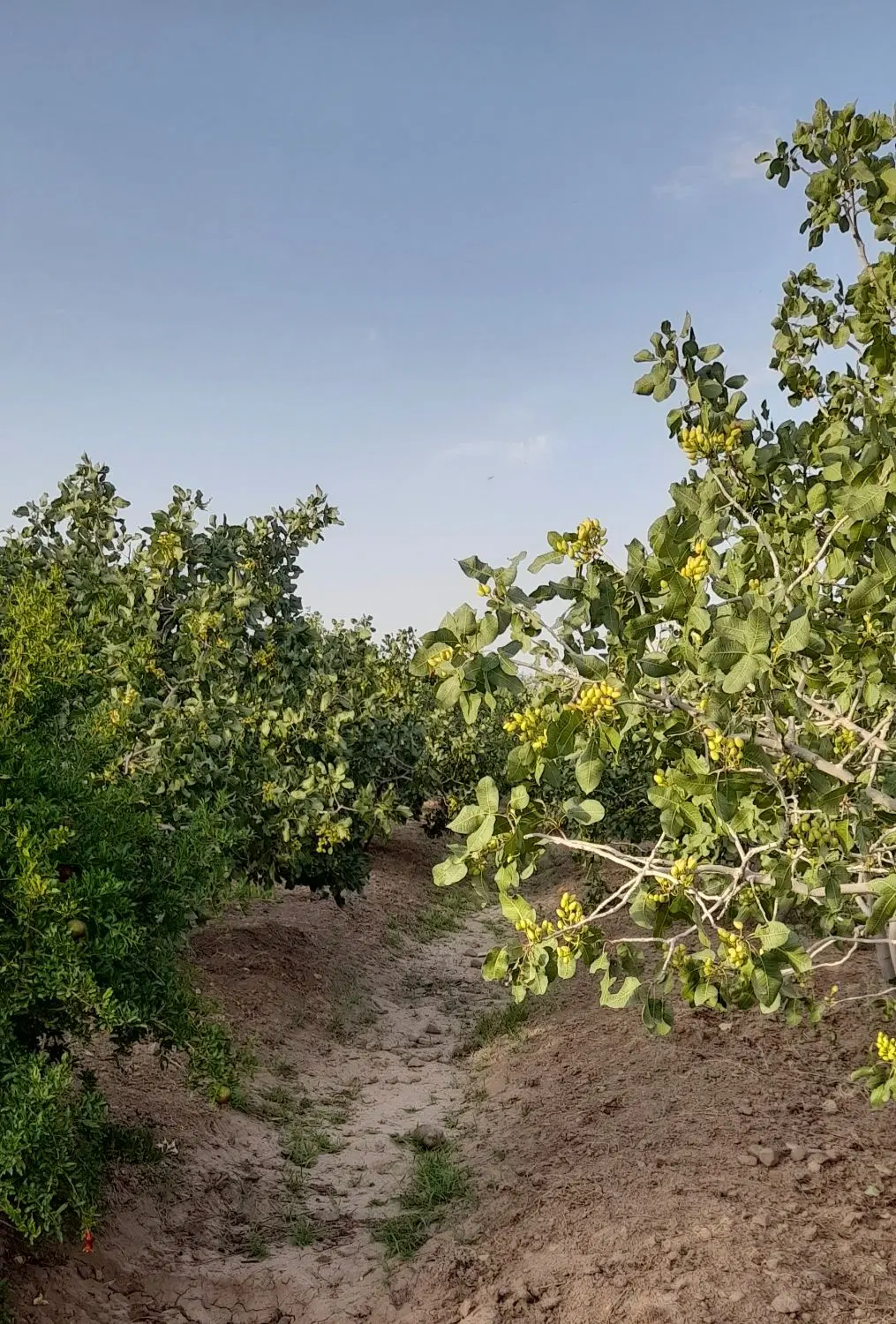 باغ پسته