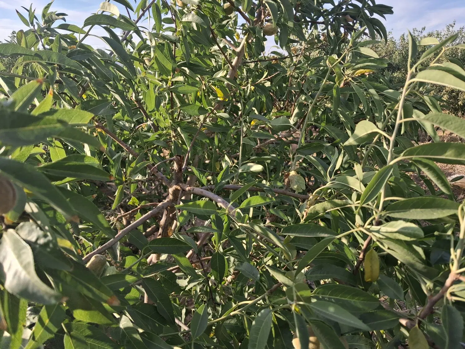 فروش زمین کشاورزی