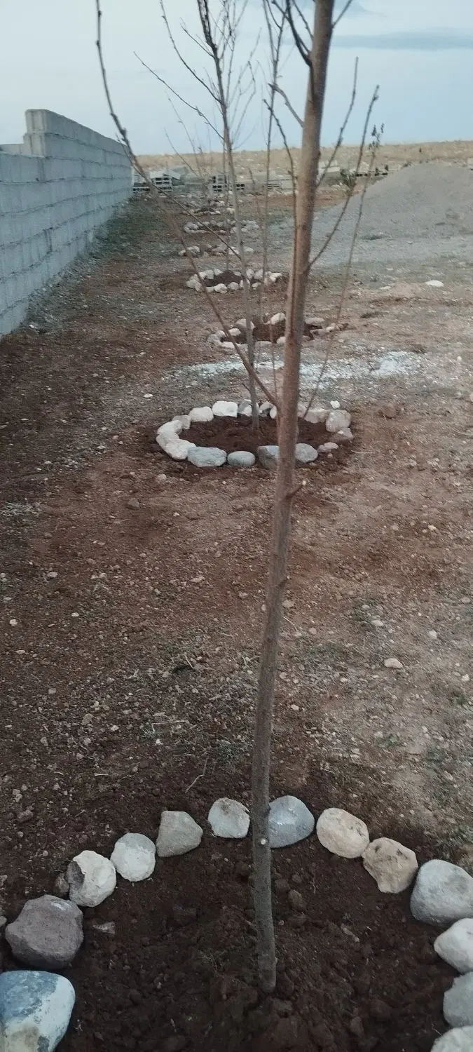 زمین حصار شدح درشادباد مشایخ کمرنق فقط۴۶۰میلیون