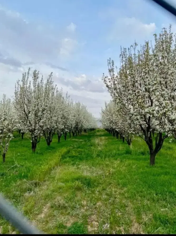 زمین 200متر برگ سبز دار.نره گاه