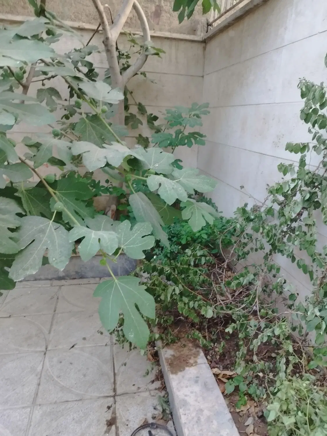 ملک کلنگی