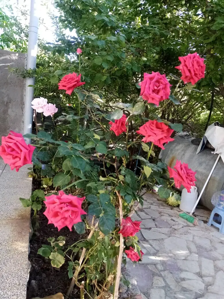 باغ اسماعیل آباد جوپار