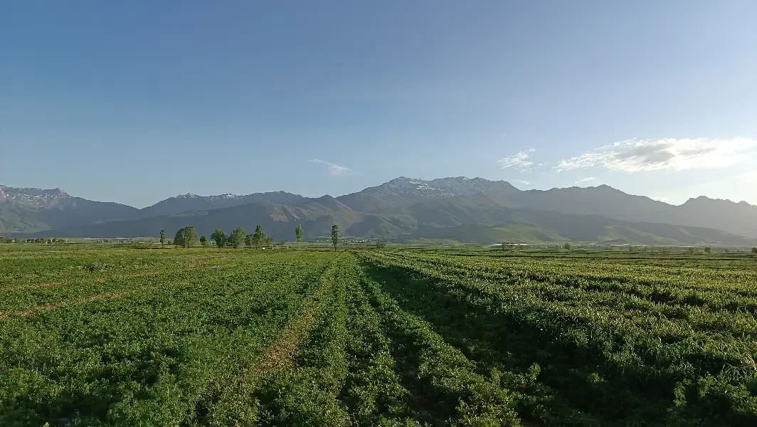 اجاره زمین برای زنبور