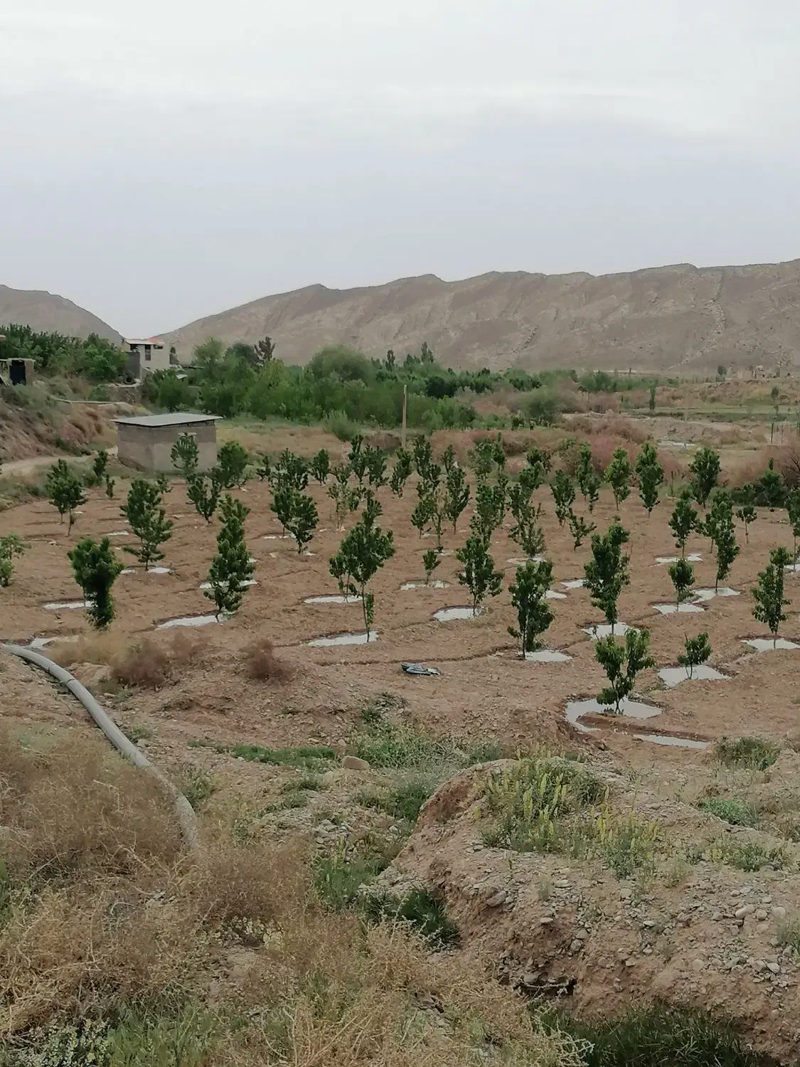 باغ فروشی