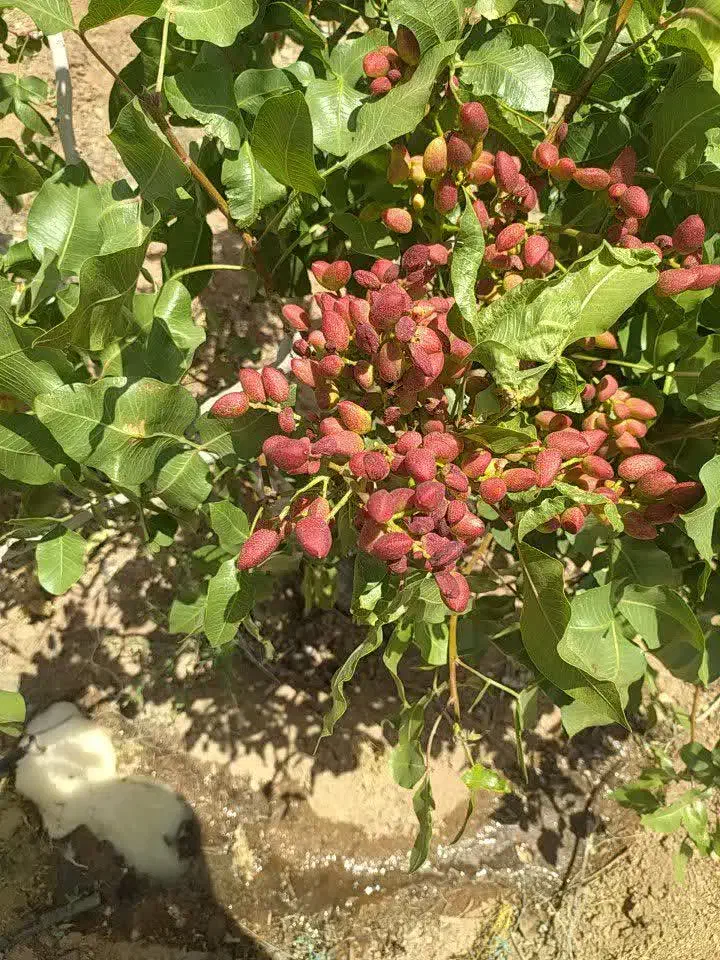 فروش باغ پسته یک هکتار (فاصله یک ساعته تهران)