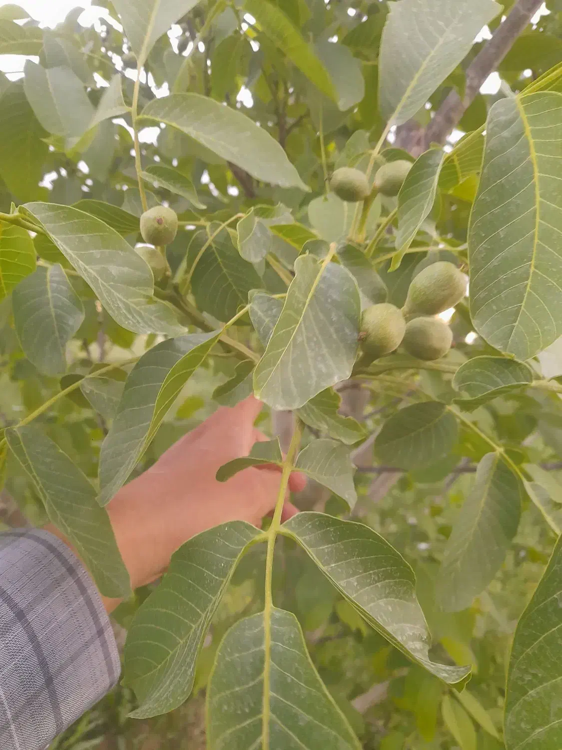 فروش باغ گردوی ۷ ساله