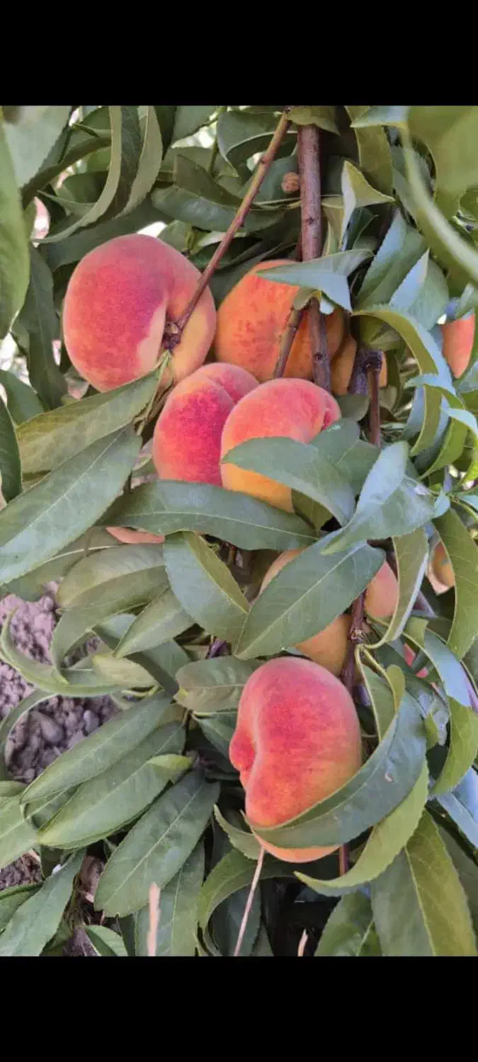 زمین.باغچه شهری.باغ