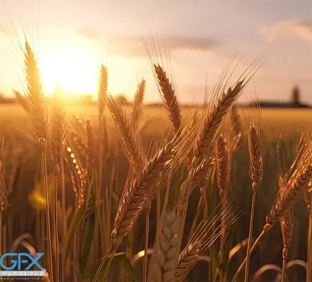 7هکتار زمین برای اجاره