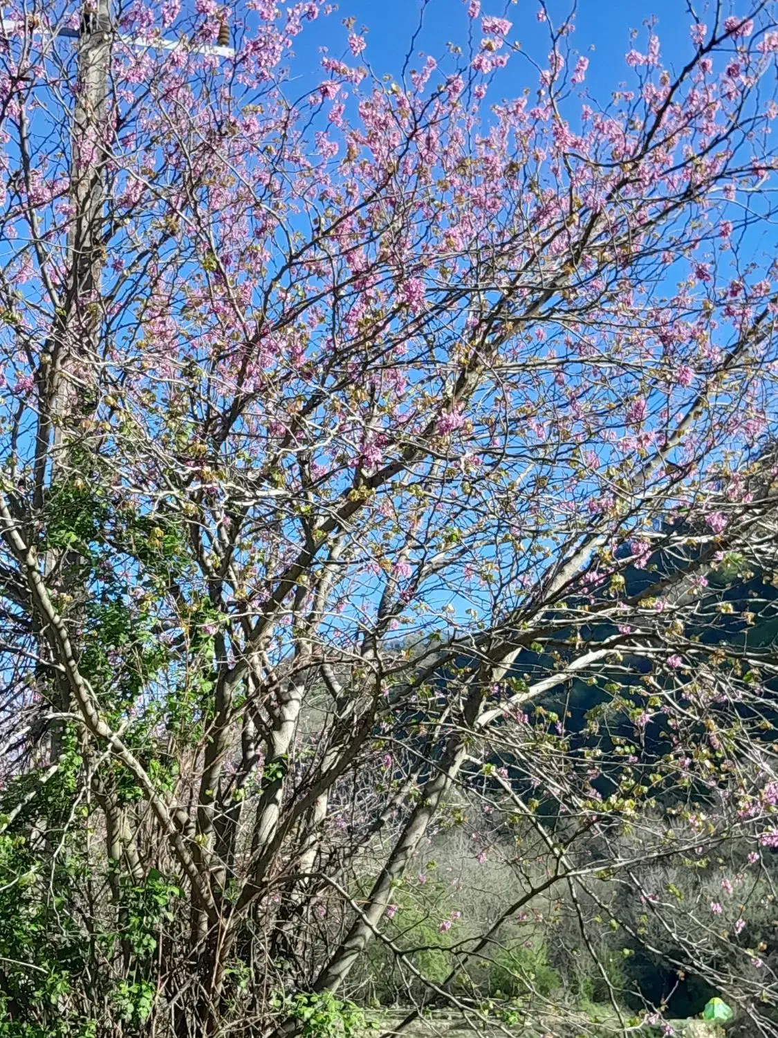 زمین باغی در مینودشت ( روستای سرخو) ۴۰۰۰ متر