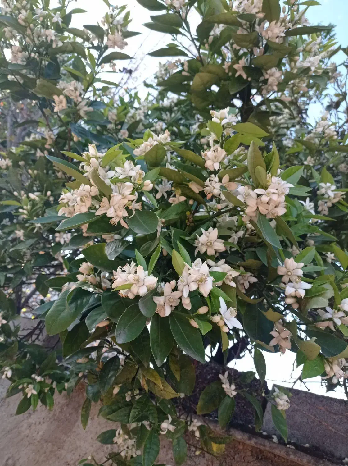 باغ مرکبات در مازندران