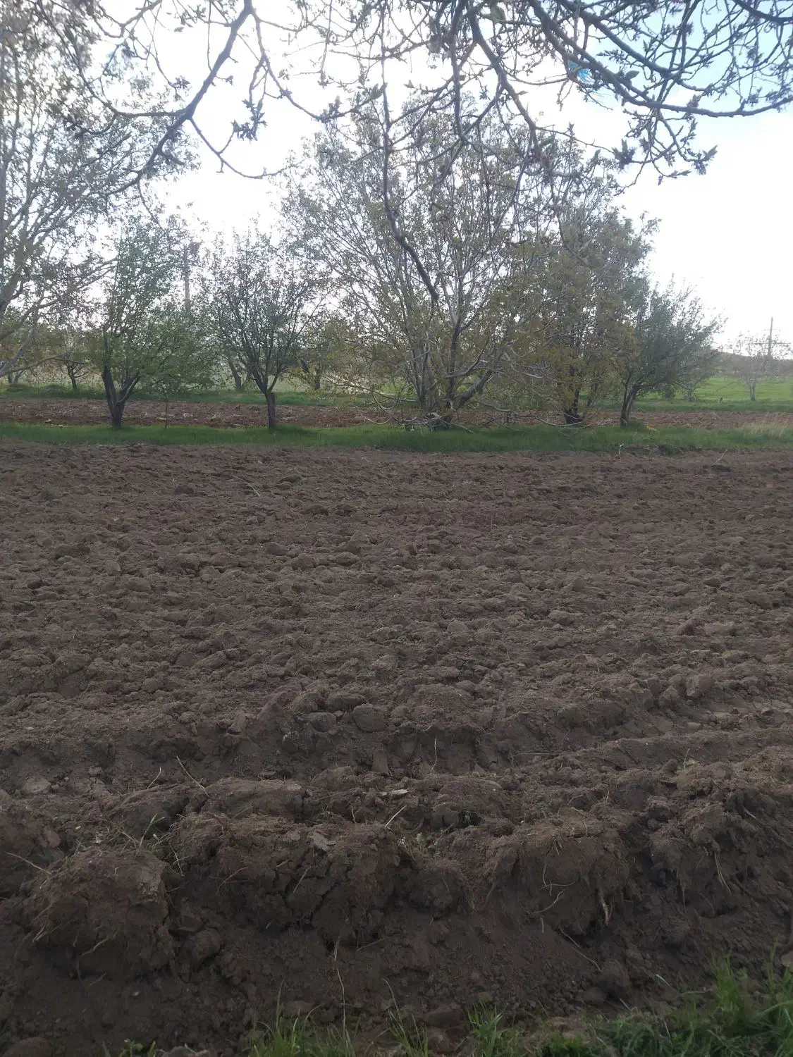 ۳هکتار زمین کشاورزی مرغوب