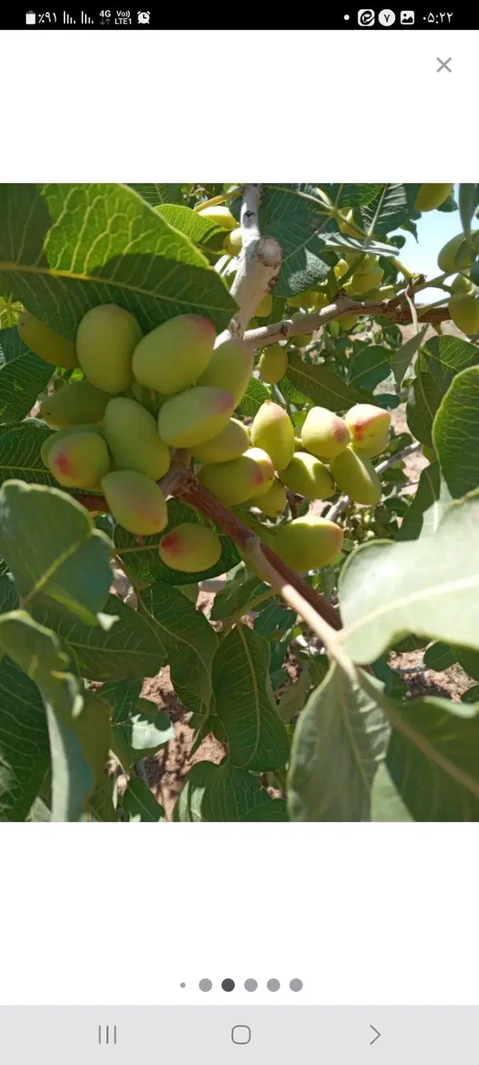 ۱۰۰۰ عدد درخت پسته با زمین کشاورزی