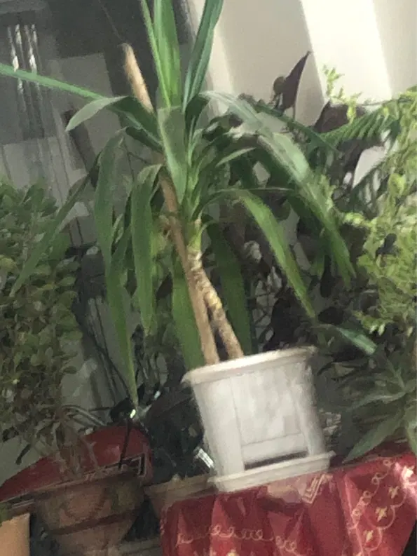 معاوضه منزل با باغ