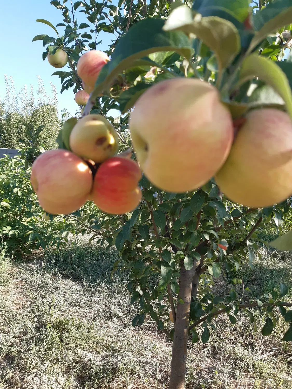خانه باغ اطراف گلمکان