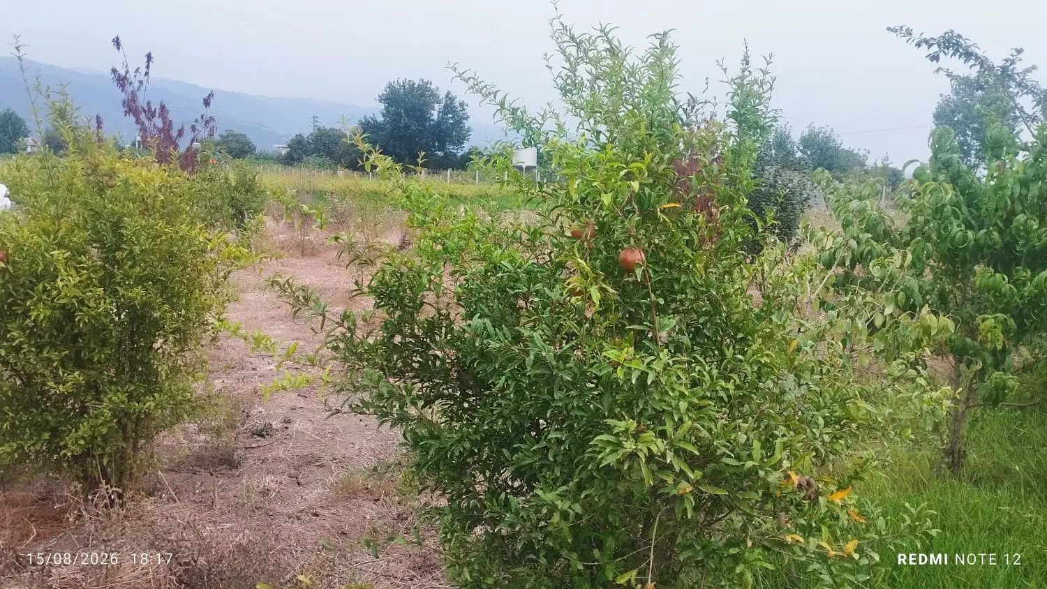 فروش زمین کشاورزی (باغچه)